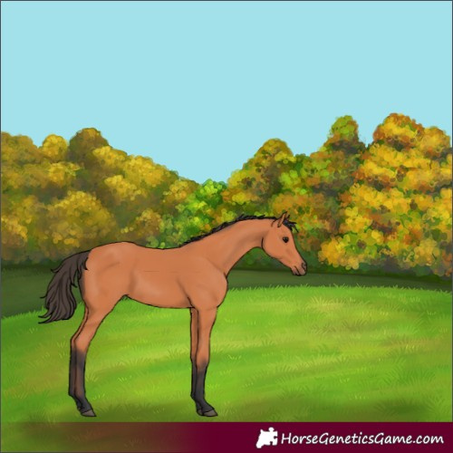 Horse Color:Bay 