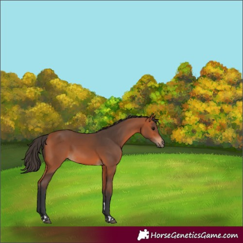 Horse Color:Bay 