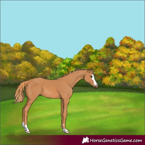 Horse Color:Chestnut 