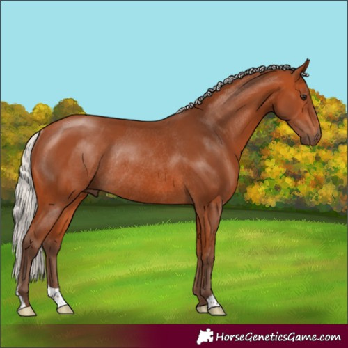 Horse Color:Silver Bay Rabicano 