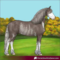Horse Color:Silver Black Sabino Rabicano 