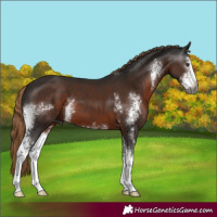 Horse Color:Gray Liver Chestnut Sabino 