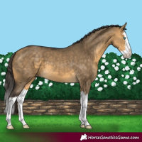 Horse Color:Buckskin Dun Sabino Splash