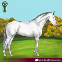 Horse Color:Buckskin Dun Mushroom Sabino Splash 