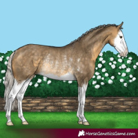 Horse Color:Silver Buckskin Dun Sabino Splash Rabicano 