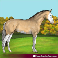 Horse Color:Buckskin Dun Mushroom Sabino Splash 