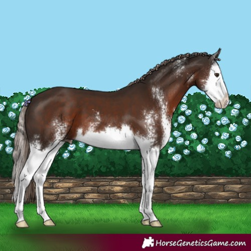 Horse Color:Liver Chestnut Sabino Splash
