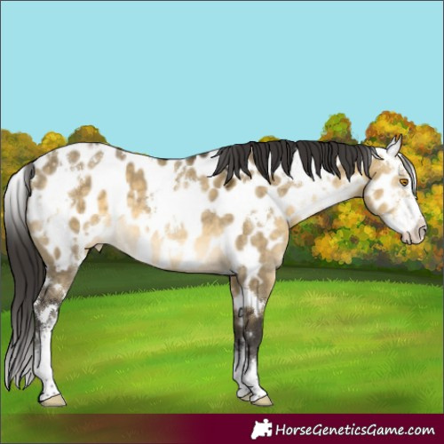 Horse Color:White Spotted Buckskin Dun Mushroom Sabino Appaloosa 