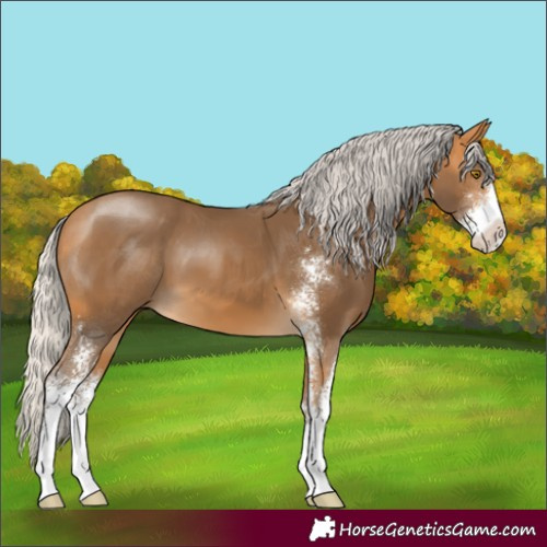 Horse Color:Silver Buckskin Sabino 