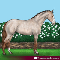 Horse Color:Red Dun Roan Sabino