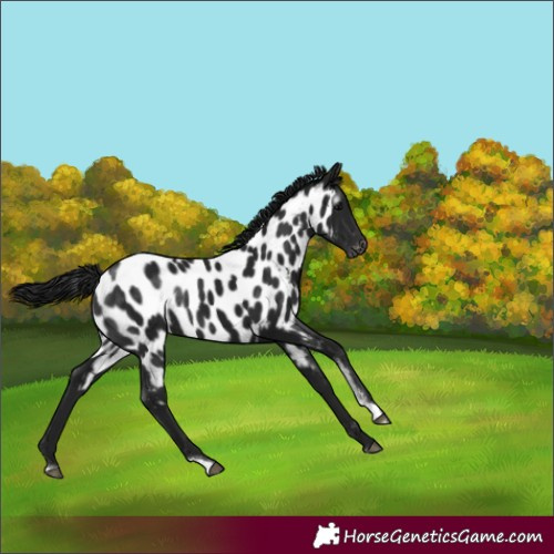 Horse Color:Gray Black Sabino Near Leopard Rabicano 