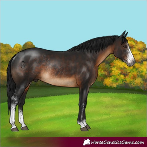 Horse Color:Gray Brown Sabino Rabicano 
