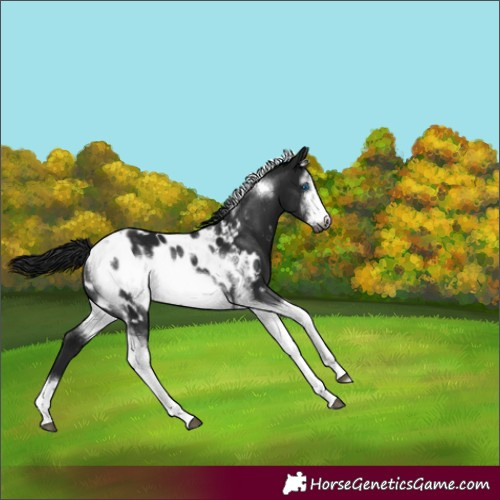 Horse Color:Gray Black Sabino Tobiano Frame Appaloosa Rabicano 