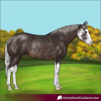 Horse Color:Silver Brown Sabino Splash Rabicano