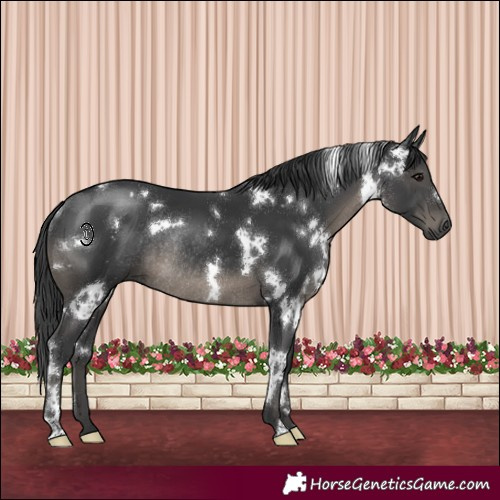 Horse Color:White Spotted Black Rabicano 