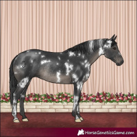 Horse Color:White Spotted Black Rabicano 