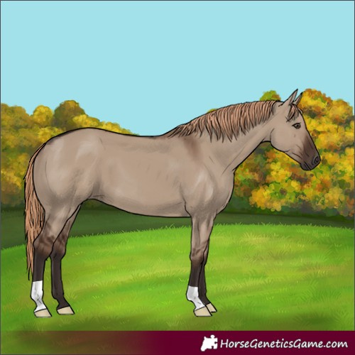 Horse Color:Liver Red Dun 