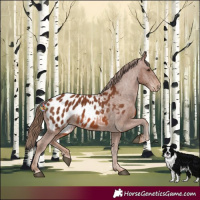 Horse Color:Chestnut Appaloosa