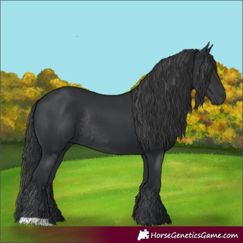Horse Color:Black Rabicano 