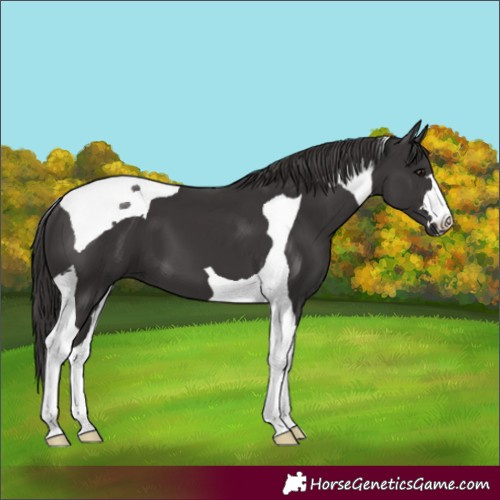 Horse Color:Smoky Black Tobiano