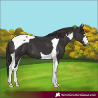 Horse Color:Smoky Black Tobiano 
