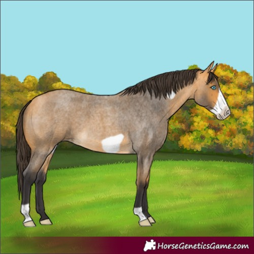 Horse Color:Buckskin Roan Frame