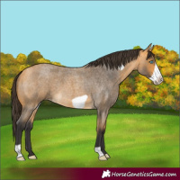 Horse Color:Buckskin Roan Frame 