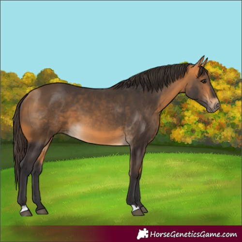 Horse Color:Buckskin 