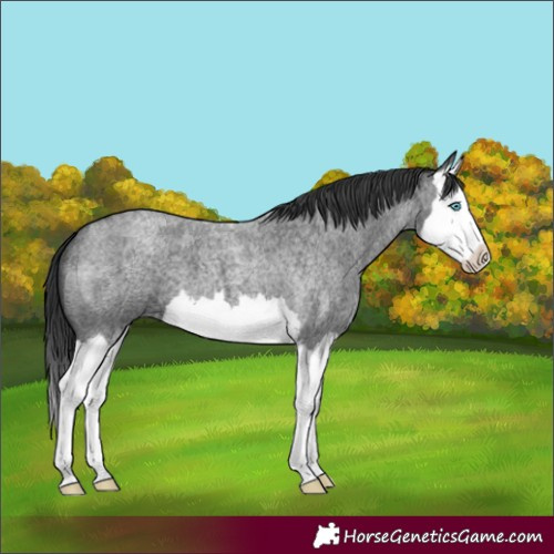 Horse Color:Blue Roan Splash 