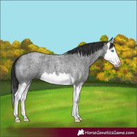 Horse Color:Blue Roan Splash 