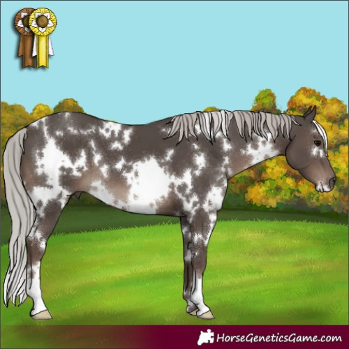 Horse Color:White Spotted Silver Black 