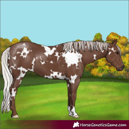 Horse Color:White Spotted Silver Black 