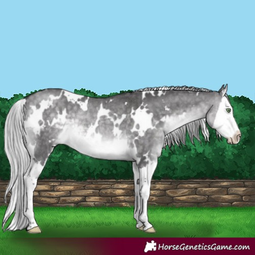 Horse Color:Platinum White Spotted Silver Buckskin Dun Splash Rabicano Brindle 