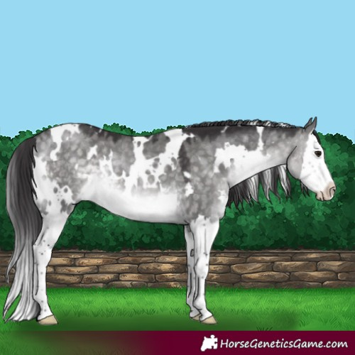 Horse Color:Platinum White Spotted Buckskin Dun Splash 
