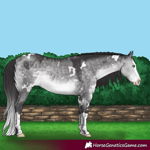 Horse Color:Platinum White Spotted Buckskin Dun Splash 