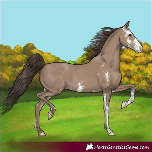 Horse Color:Classic Champagne Sabino 
