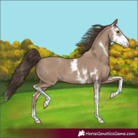 Horse Color:Classic Champagne Sabino 