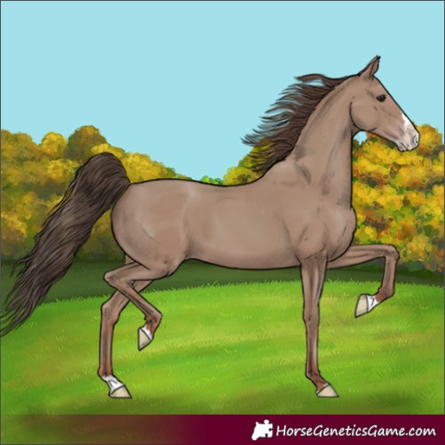 Horse Color:Classic Champagne Sabino Splash 