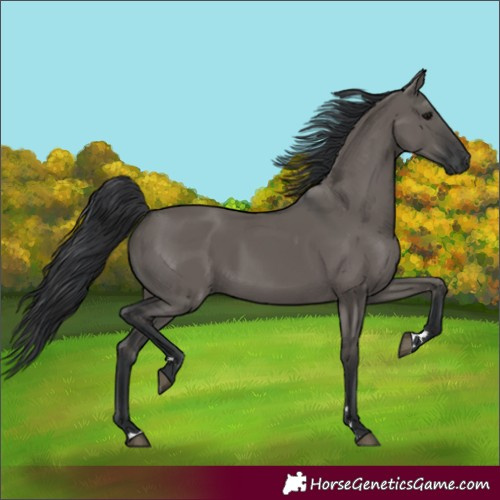 Horse Color:Grullo 