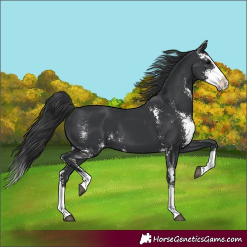 Horse Color:Black Sabino Splash 