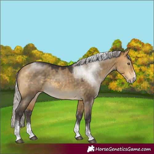 Horse Color:Silver Buckskin Dun Sabino Tobiano 