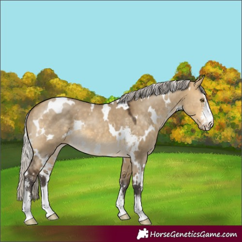 Horse Color:White Spotted Silver Buckskin Dun Sabino 