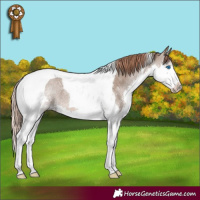 Horse Color:Liver Red Dun Splash Tobiano Appaloosa Rabicano