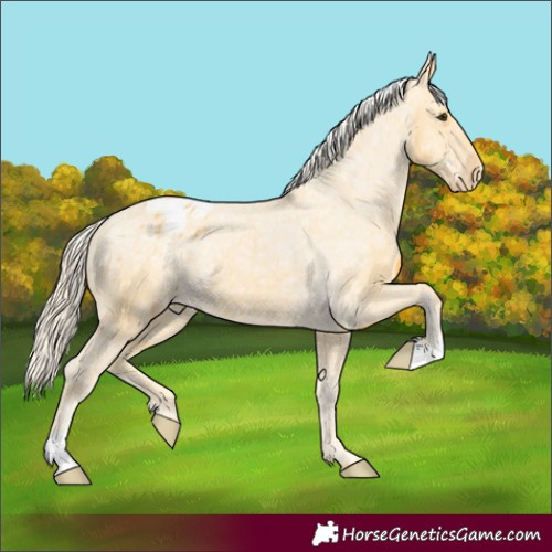 Horse Color:Palomino Ice Appaloosa 