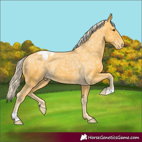 Horse Color:Palomino Ice Appaloosa 