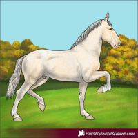 Horse Color:Palomino Ice Appaloosa 