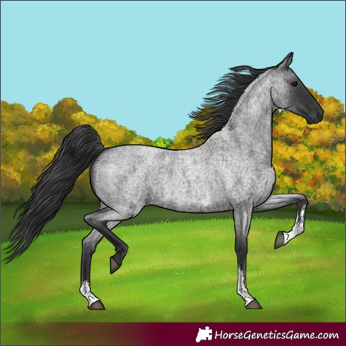 Horse Color:Blue Roan Sabino 