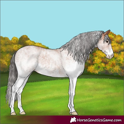 Horse Color:White Spotted Bay 