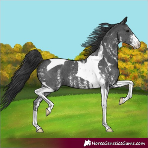 Horse Color:Black Sabino Tobiano 