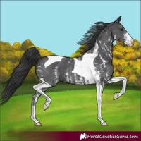 Horse Color:Black Sabino Tobiano 